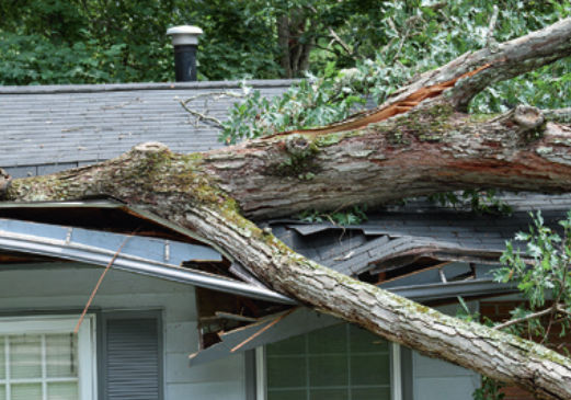 Private Gebäudeversicherung: Sturmschäden durch Bäume am Gebäude und Grundstück